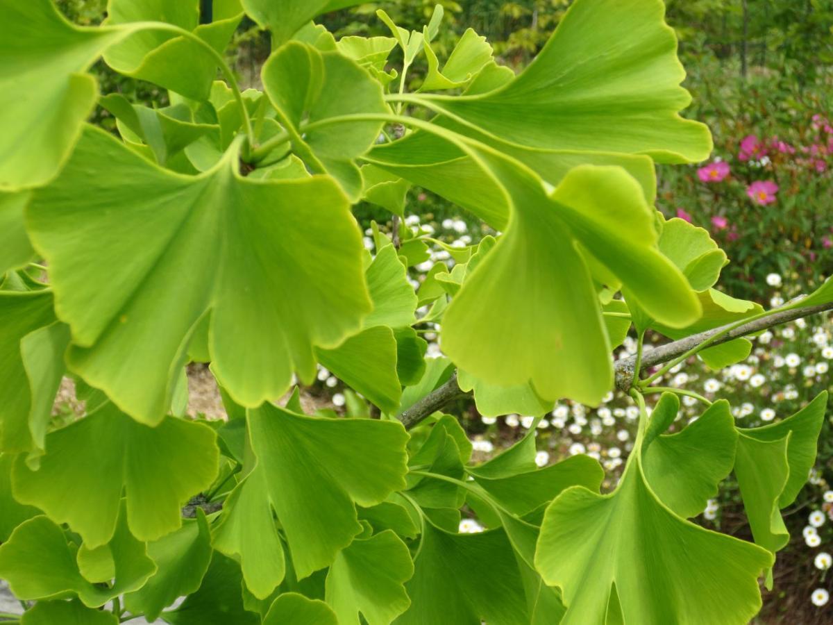 Twin Ginkgo Villa Giverny Ngoại thất bức ảnh