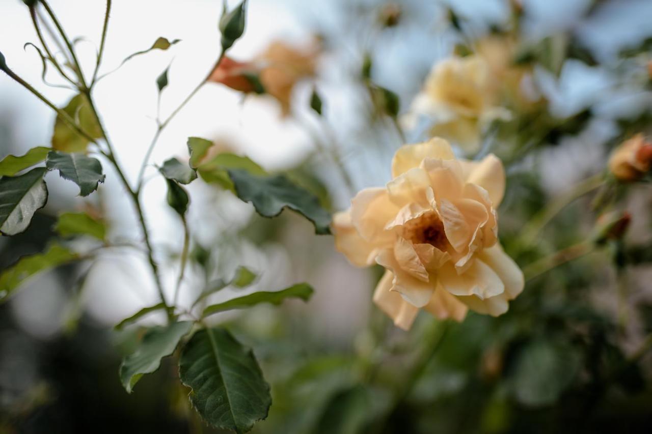 Twin Ginkgo Villa Giverny Ngoại thất bức ảnh